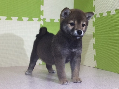 柴犬の子犬(ID:1262511038)の3枚目の写真/更新日:2016-07-02