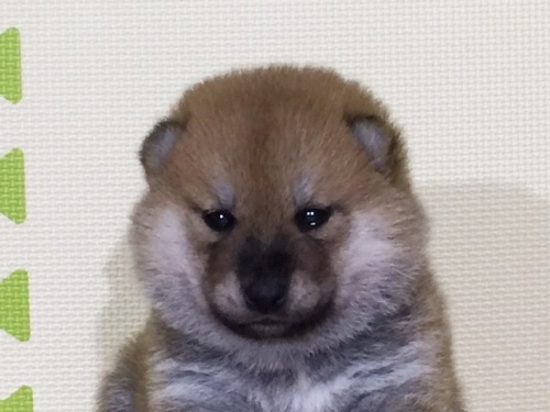 �Č��̎q���iID:1262511039�j��1���ڂ̎ʐ^/�X�V��:2016-07-02