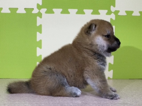 �Č��̎q���iID:1262511039�j��2���ڂ̎ʐ^/�X�V��:2016-07-02