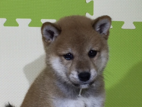 �Č��̎q���iID:1262511040�j��1���ڂ̎ʐ^/�X�V��:2016-07-06