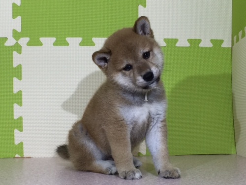 �Č��̎q���iID:1262511040�j��2���ڂ̎ʐ^/�X�V��:2016-07-06