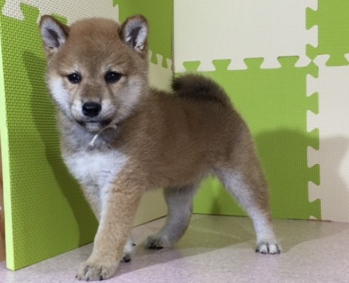 �Č��̎q���iID:1262511040�j��3���ڂ̎ʐ^/�X�V��:2016-07-06