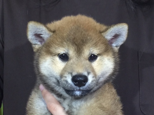 �Č��̎q���iID:1262511041�j��1���ڂ̎ʐ^/�X�V��:2016-07-07