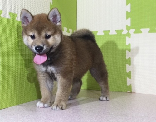 �Č��̎q���iID:1262511041�j��2���ڂ̎ʐ^/�X�V��:2016-07-07