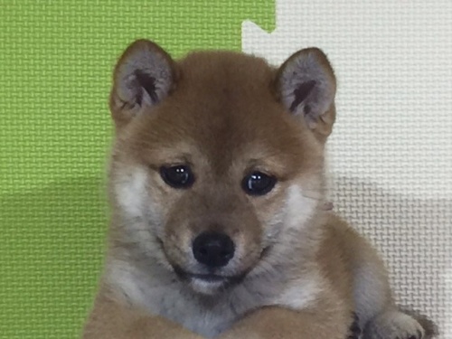 �Č��̎q���iID:1262511042�j��1���ڂ̎ʐ^/�X�V��:2016-07-08