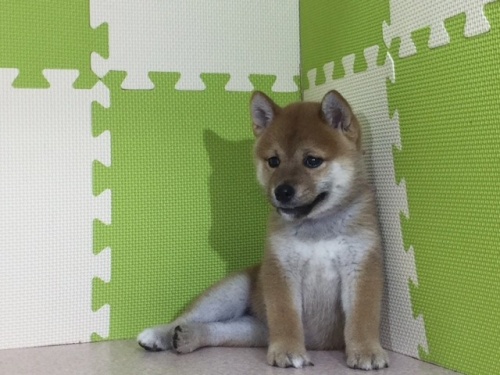 �Č��̎q���iID:1262511042�j��2���ڂ̎ʐ^/�X�V��:2016-07-08