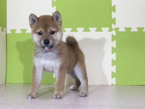 �Č��̎q���iID:1262511042�j��3���ڂ̎ʐ^/�X�V��:2016-07-08