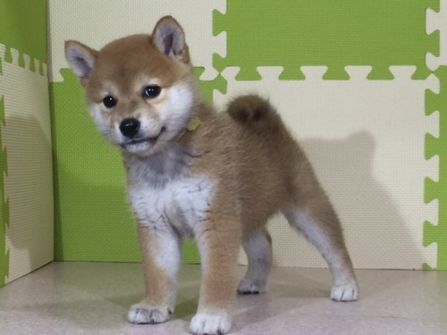 �Č��̎q���iID:1262511043�j��2���ڂ̎ʐ^/�X�V��:2016-07-08