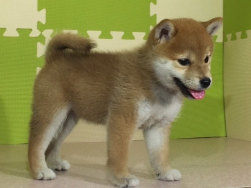 �Č��̎q���iID:1262511043�j��3���ڂ̎ʐ^/�X�V��:2016-07-08