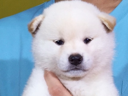 柴犬の子犬(ID:1262511044)の1枚目の写真/更新日:2016-07-22