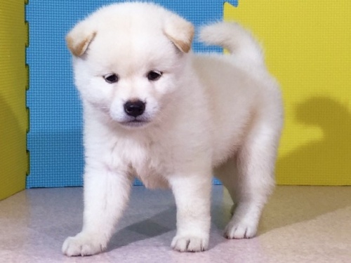 柴犬の子犬(ID:1262511044)の3枚目の写真/更新日:2016-07-22