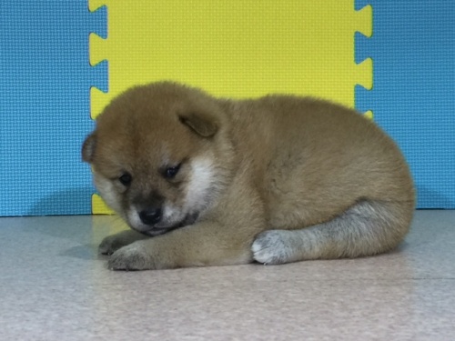 �Č��̎q���iID:1262511045�j��3���ڂ̎ʐ^/�X�V��:2016-07-12