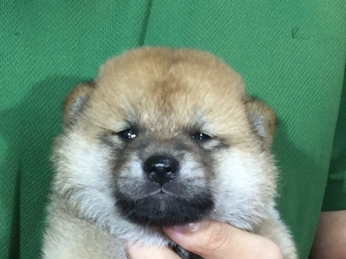 �Č��̎q���iID:1262511046�j��1���ڂ̎ʐ^/�X�V��:2016-07-12