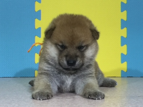 �Č��̎q���iID:1262511046�j��2���ڂ̎ʐ^/�X�V��:2016-07-12