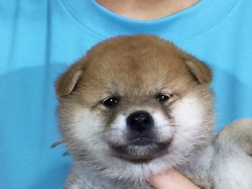 �Č��̎q���iID:1262511047�j��1���ڂ̎ʐ^/�X�V��:2016-07-21