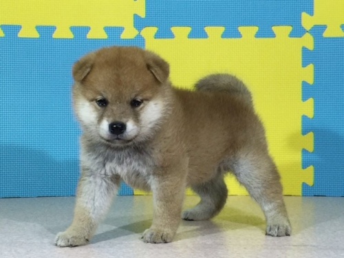 �Č��̎q���iID:1262511047�j��2���ڂ̎ʐ^/�X�V��:2016-07-21