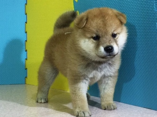 �Č��̎q���iID:1262511047�j��3���ڂ̎ʐ^/�X�V��:2016-07-21