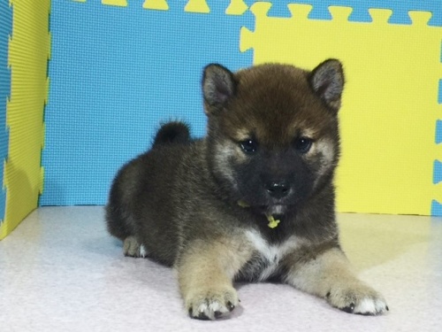 �Č��̎q���iID:1262511048�j��3���ڂ̎ʐ^/�X�V��:2016-07-13