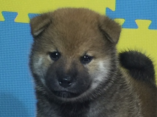 �Č��̎q���iID:1262511049�j��1���ڂ̎ʐ^/�X�V��:2016-07-13