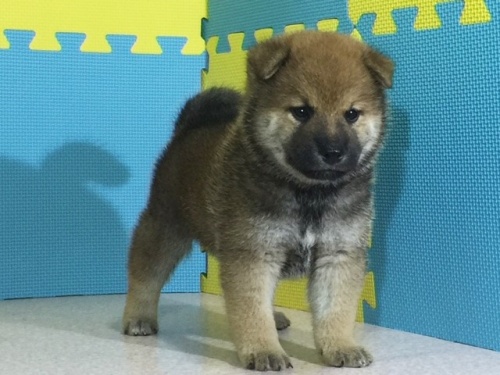 �Č��̎q���iID:1262511049�j��2���ڂ̎ʐ^/�X�V��:2016-07-13