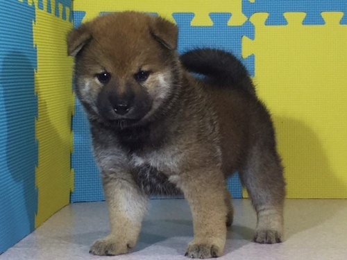 �Č��̎q���iID:1262511049�j��3���ڂ̎ʐ^/�X�V��:2016-07-13