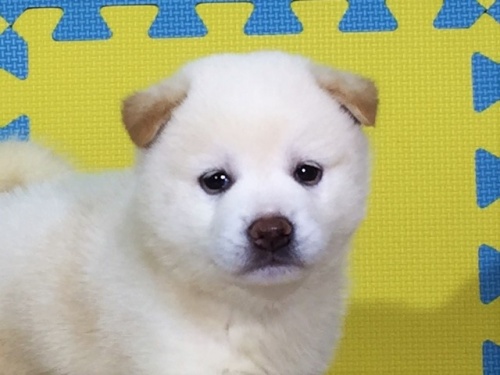 �Č��̎q���iID:1262511050�j��1���ڂ̎ʐ^/�X�V��:2016-07-17