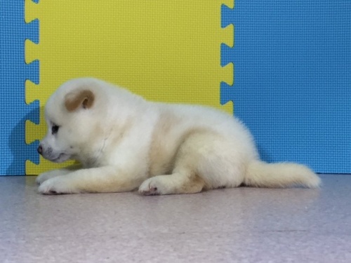 �Č��̎q���iID:1262511050�j��3���ڂ̎ʐ^/�X�V��:2016-07-17