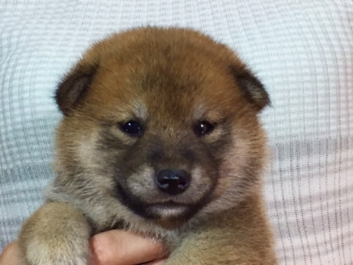 �Č��̎q���iID:1262511051�j��1���ڂ̎ʐ^/�X�V��:2016-07-20