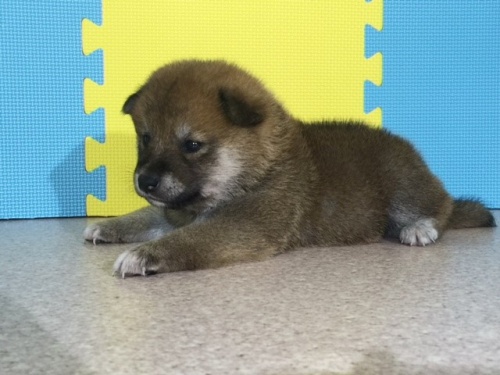 �Č��̎q���iID:1262511051�j��3���ڂ̎ʐ^/�X�V��:2016-07-20