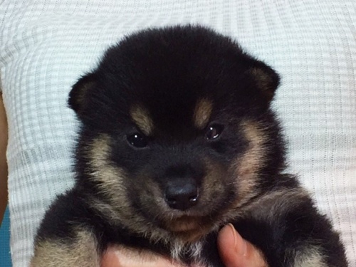 �Č��̎q���iID:1262511052�j��1���ڂ̎ʐ^/�X�V��:2016-07-20