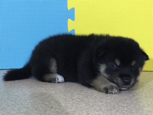 �Č��̎q���iID:1262511052�j��2���ڂ̎ʐ^/�X�V��:2016-07-20