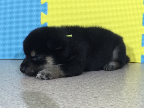 �Č��̎q���iID:1262511052�j��3���ڂ̎ʐ^/�X�V��:2016-07-20