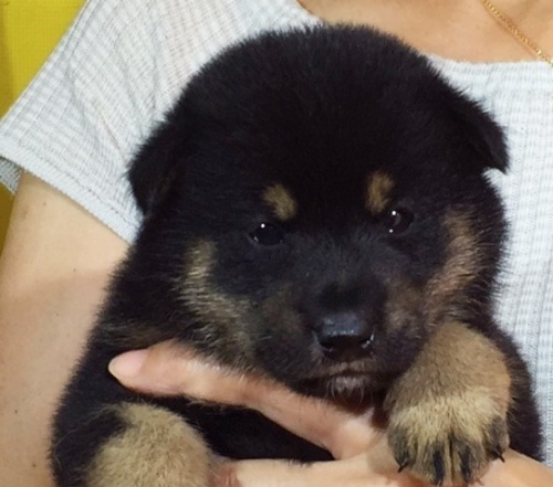 �Č��̎q���iID:1262511053�j��1���ڂ̎ʐ^/�X�V��:2016-07-20