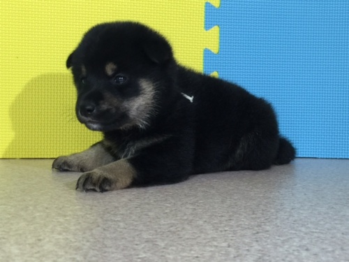 �Č��̎q���iID:1262511053�j��2���ڂ̎ʐ^/�X�V��:2016-07-20