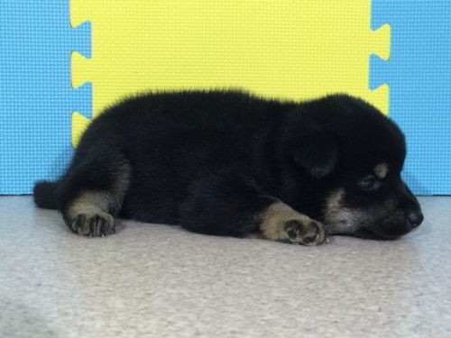 �Č��̎q���iID:1262511053�j��3���ڂ̎ʐ^/�X�V��:2016-07-20