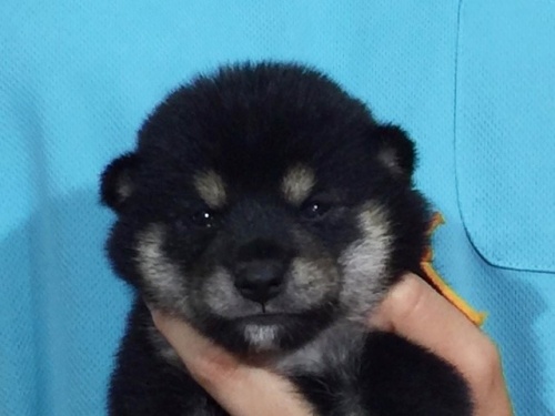 �Č��̎q���iID:1262511054�j��1���ڂ̎ʐ^/�X�V��:2016-07-20