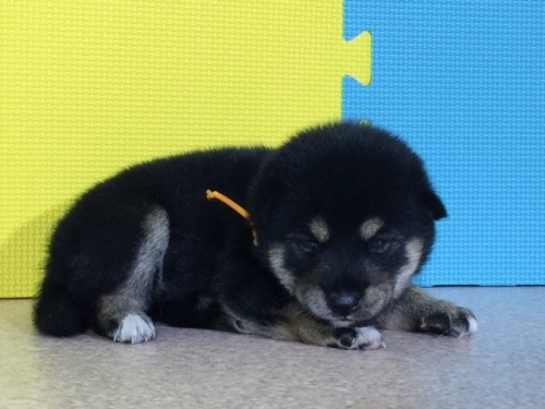 �Č��̎q���iID:1262511054�j��2���ڂ̎ʐ^/�X�V��:2016-07-20