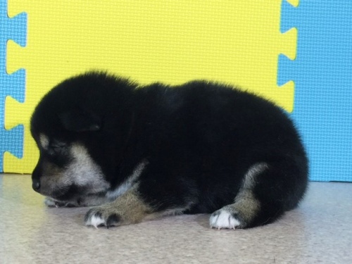 �Č��̎q���iID:1262511054�j��3���ڂ̎ʐ^/�X�V��:2016-07-20