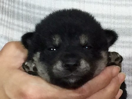 �Č��̎q���iID:1262511055�j��1���ڂ̎ʐ^/�X�V��:2016-07-20