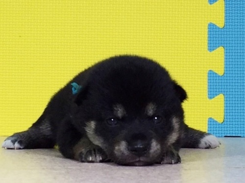 �Č��̎q���iID:1262511055�j��2���ڂ̎ʐ^/�X�V��:2016-07-20