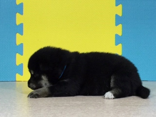 �Č��̎q���iID:1262511055�j��3���ڂ̎ʐ^/�X�V��:2016-07-20