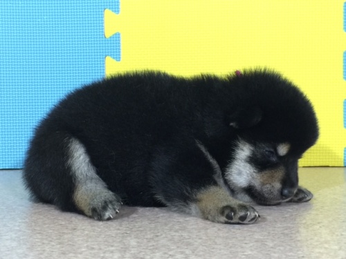 �Č��̎q���iID:1262511056�j��2���ڂ̎ʐ^/�X�V��:2016-07-20