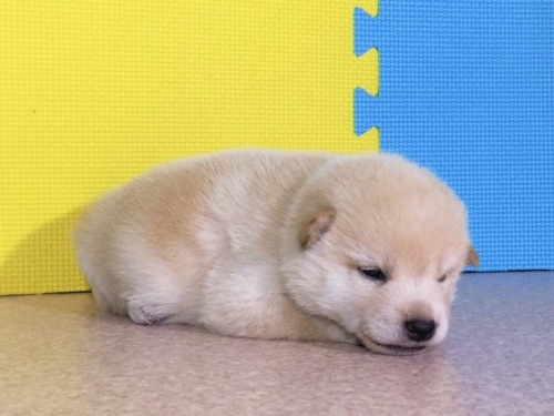 柴犬の子犬(ID:1262511057)の2枚目の写真/更新日:2016-07-20