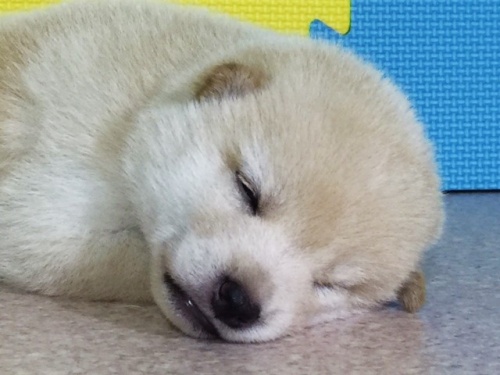 柴犬の子犬(ID:1262511057)の3枚目の写真/更新日:2016-07-20