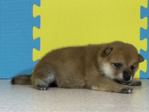 �Č��̎q���iID:1262511058�j��2���ڂ̎ʐ^/�X�V��:2016-07-24