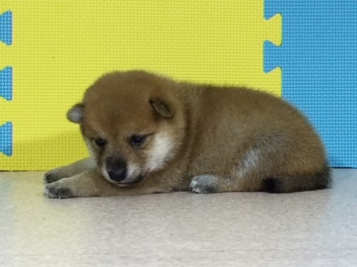 �Č��̎q���iID:1262511058�j��3���ڂ̎ʐ^/�X�V��:2016-07-24