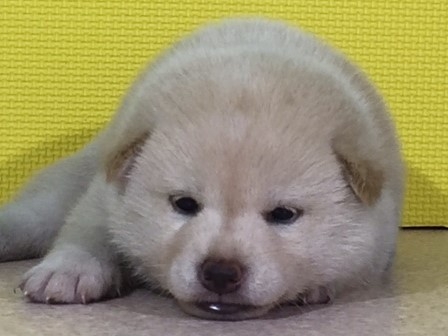 �Č��̎q���iID:1262511059�j��1���ڂ̎ʐ^/�X�V��:2016-07-25