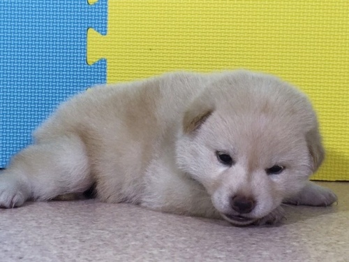 �Č��̎q���iID:1262511059�j��2���ڂ̎ʐ^/�X�V��:2016-07-25