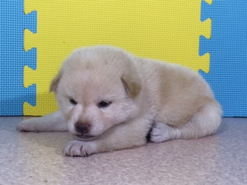 �Č��̎q���iID:1262511059�j��3���ڂ̎ʐ^/�X�V��:2016-07-25