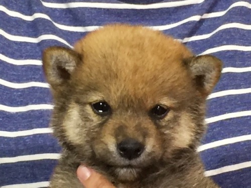 �Č��̎q���iID:1262511060�j��1���ڂ̎ʐ^/�X�V��:2016-07-28